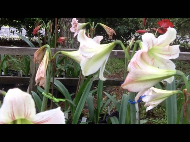 Amaryllis Hippeastrum Vittatum