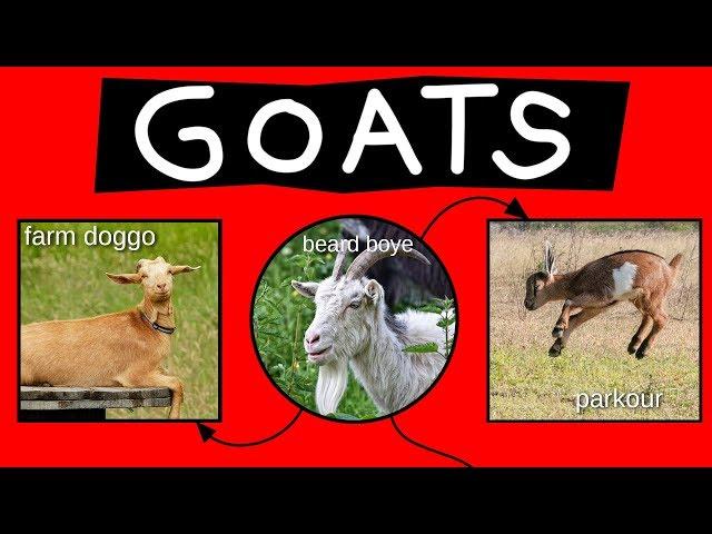 Goats Explained