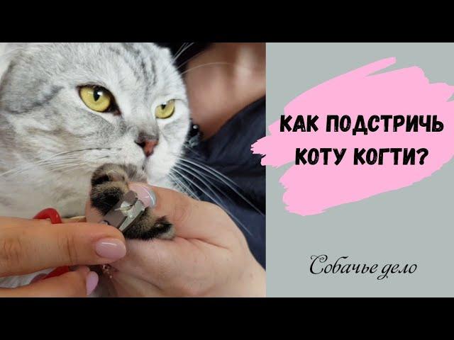 Стрижка когтей коту. Как подстричь когти самостоятельно?