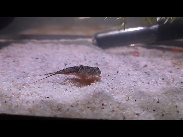 Triops Newberryi | 11 Tage alt und schon wunderschön gefärbt