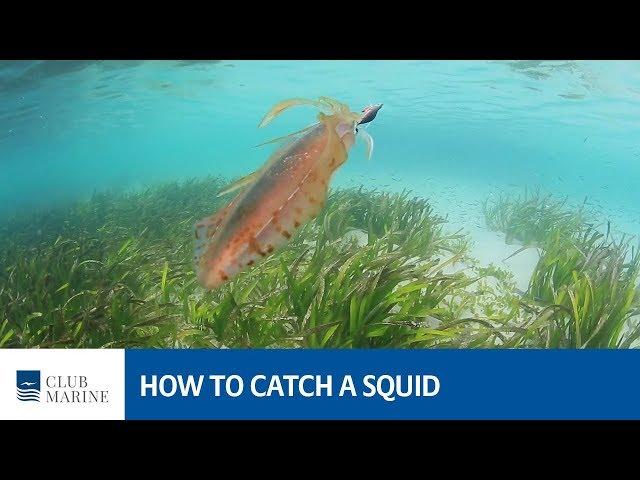 How to catch a squid - fishing tip with Alistair McGlashan | Club Marine