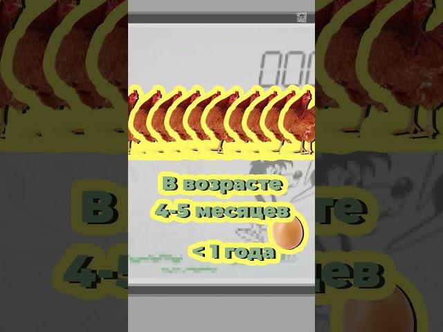 Как у вас с яйцами? Считаем, выгодно ли завести кур