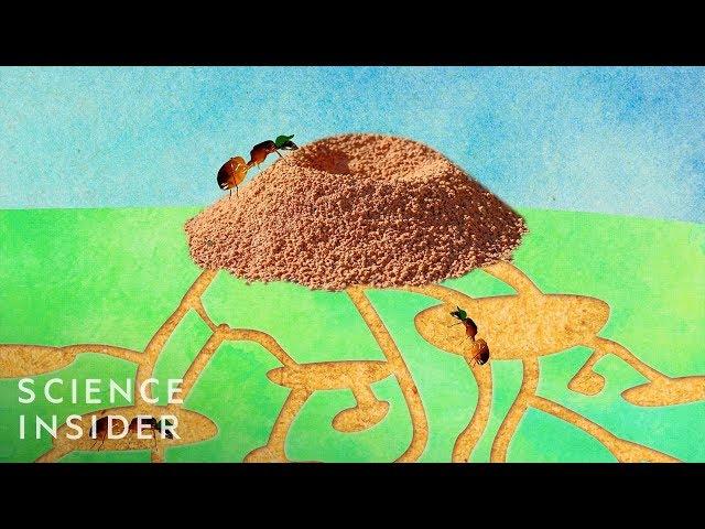 What's Inside An Anthill?