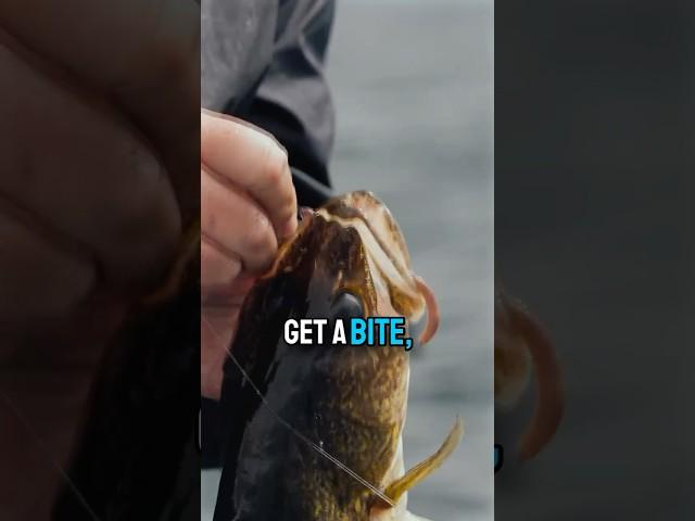 The JTX Mag Light might just be the rod of the summer….  #walleye #walleyefishing #fishing #shorts