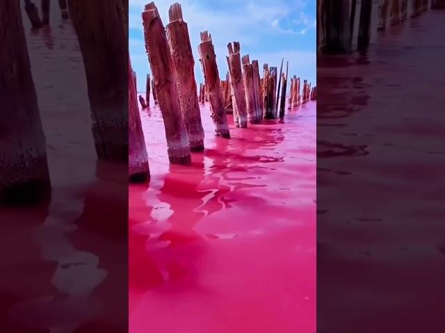 Bright pink Lake Hillier in Australia #pink #shorts