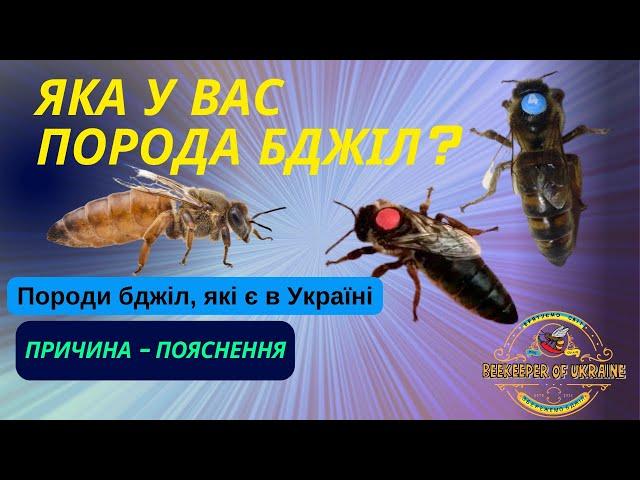 Породи бджіл, які поширені в Україні. Їхня характеристика.  І чому Бакваст - це не порода!