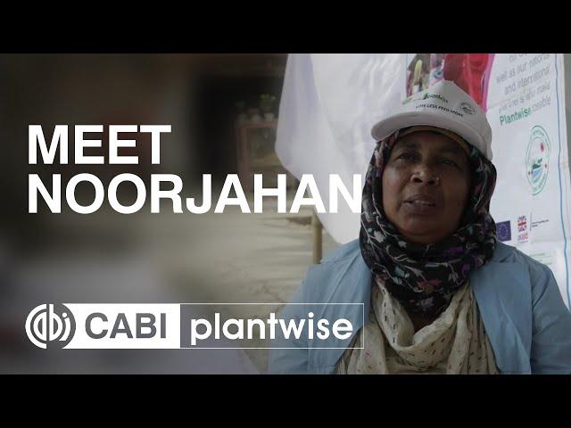 Meet Noorjahan, a Bangladeshi plant doctor