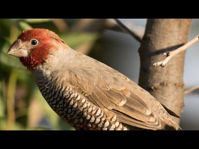 How to care for a red headed Amadina finch