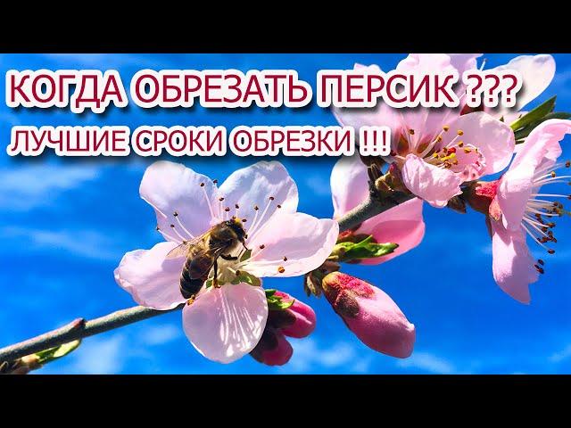 Лучшие сроки обрезки персика !!!