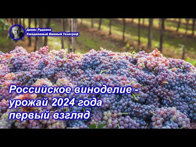 Российское виноделие - урожай 2024 года, первый взгляд