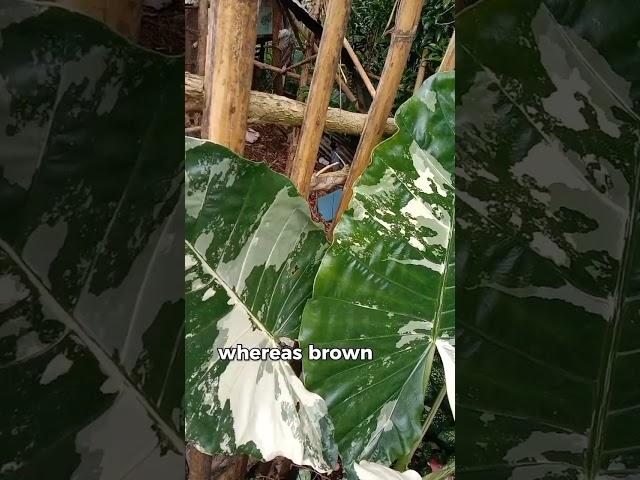 How do you care for variegated Alocasia?