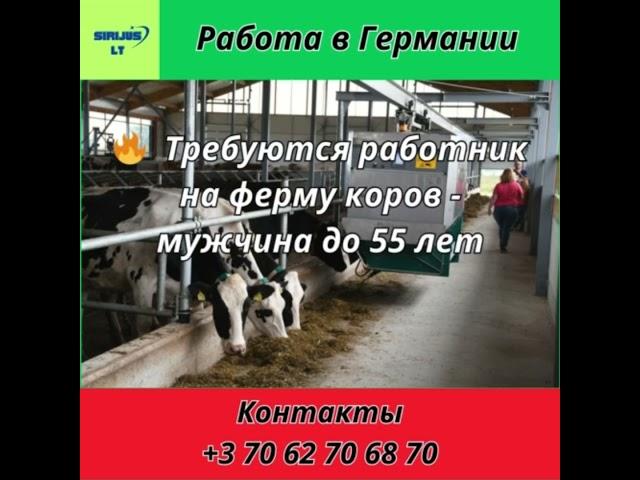 Работа в Европе. РАбота в Германии. коровник, ферма