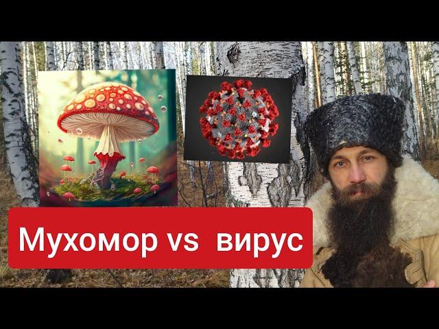 Мухомор против Вируса Реальная история. Лечение мухомором требует знаний и практики Велесогор