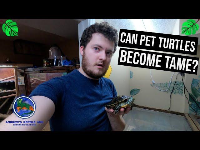 How To Tame Pet Turtles!