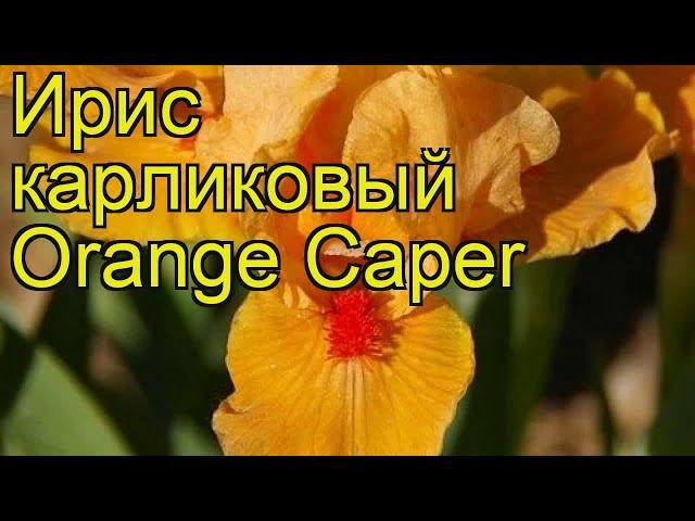 Ирис карликовый Оранж Кейпер. Краткий обзор, описание характеристик iris pumila Orange Caper