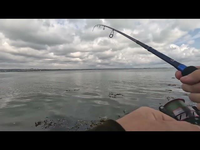 The SeaBass Hunter V South Coast Dangler