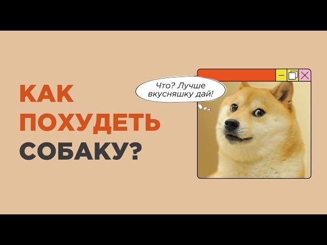 Что сделать, чтобы собака похудела? Лишний вес у собаки