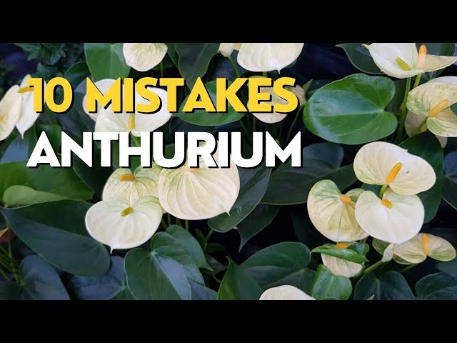 10 MISTAKES Growing Anthuriums | Flamingo Flower Care Tips