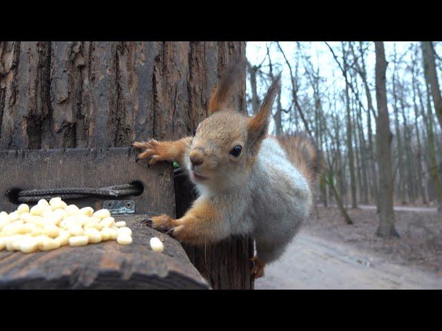 Три голодные взрослые белки / Three hungry adult squirrels