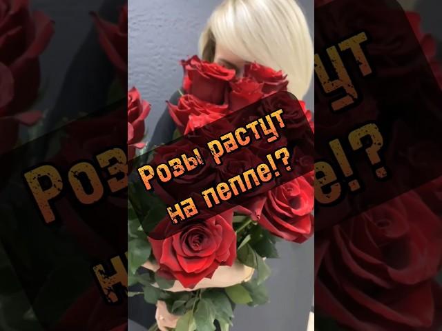 Тайны и секреты Эквадорских роз #розы #flower #флористика #курсыфлористики