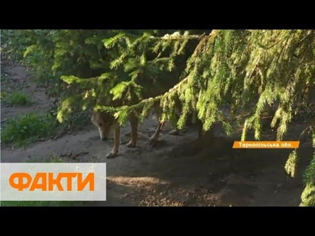 Волк напал на людей. Волк за два часа покусал 18 собак. Дикий волк