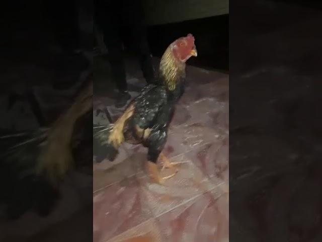Дакан хороз