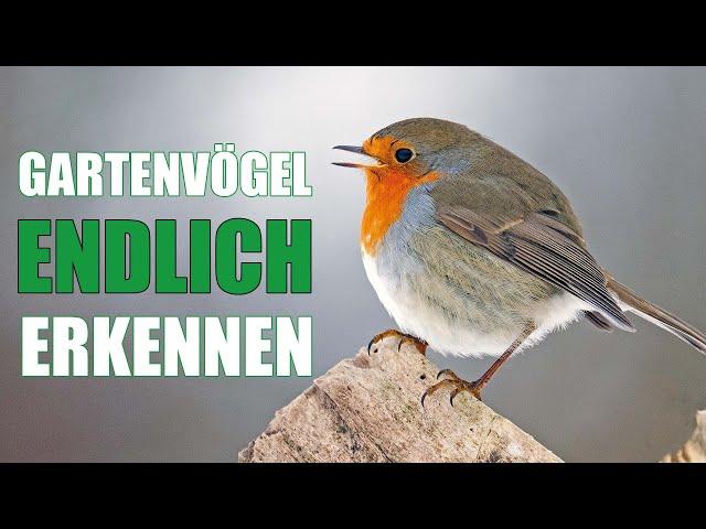 Gartenvögel und ihr Gesang | Vogelstimmen lernen