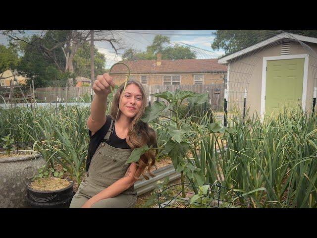 What To Expect In The Final Weeks Before Harvesting Garlic & A Little Garden Update! Vlog