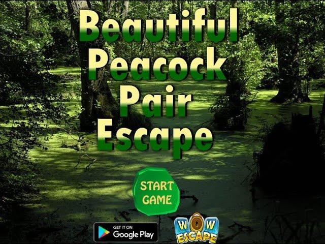 beautiful peacock pair escape video walkthrough