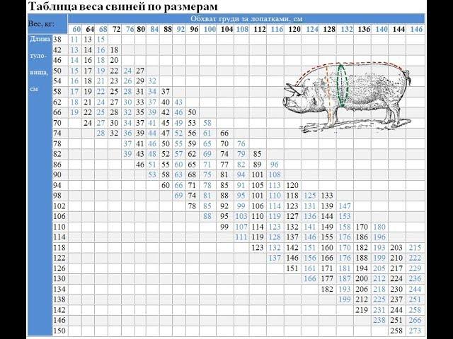 Сколько весит свинья средняя масса в разном возрасте.