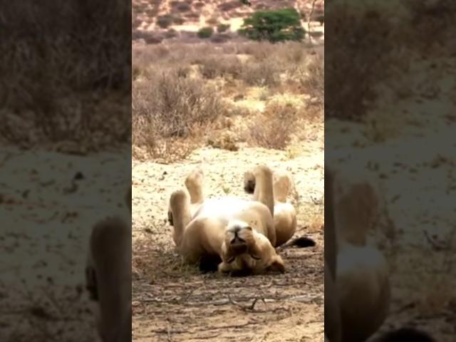 Sleeping Lioness #shorts#lion