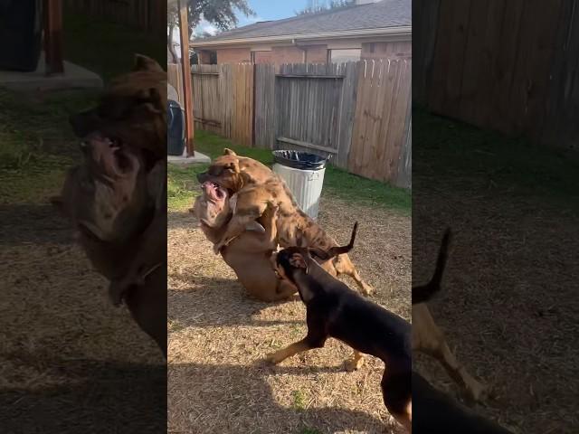 Hyena attacks Pitbull, she deserved it??  #nbf #nbfkennel #pitbull #hyena #dog #texas #xlbully