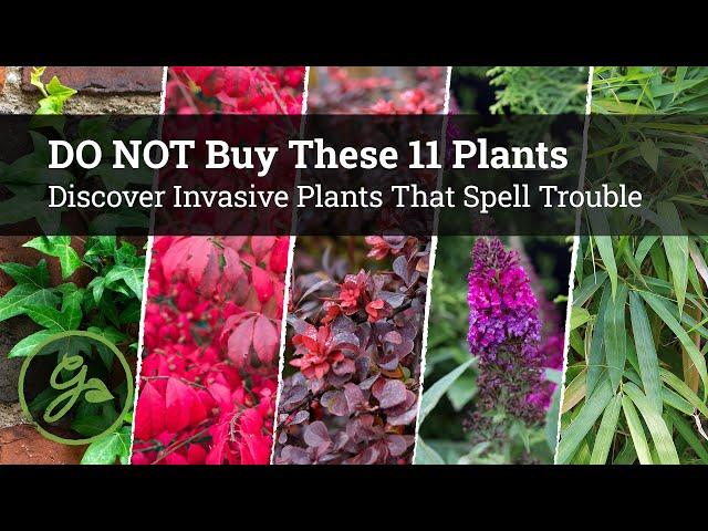 BEWARE! DO NOT Buy These 11 Plants at the Garden Center / Invasive Plants That Spell Trouble