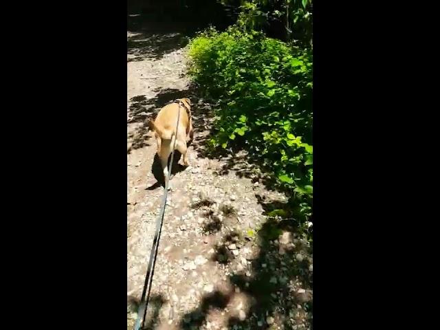 nature morning walk/ doğa'da yürüyüş