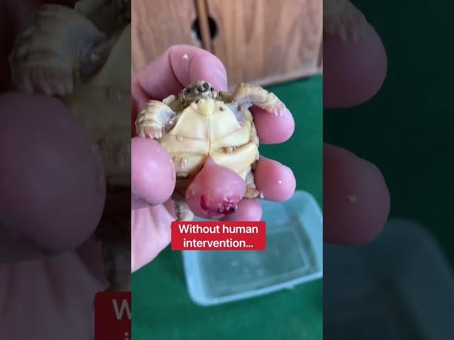 This Baby Tortoise Shouldn’t Be Alive  #shorts #tortoise