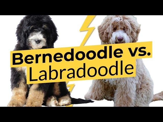 Bernedoodle vs. Labradoodle Breed Comparison   2023 