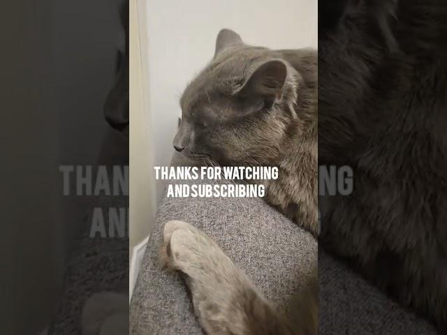 Nebelung/USA/#shorts #short #nebelung