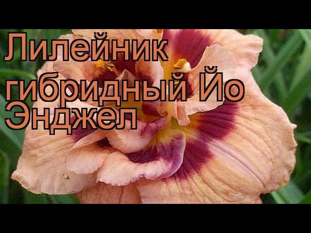 Лилейник гибридный Йо Энджел (hemerocallis)  обзор: как сажать, рассада лилейника Йо Энджел