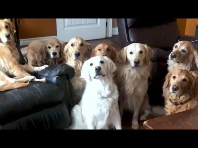 Golden Retrievers create the most beautiful stampede imaginable