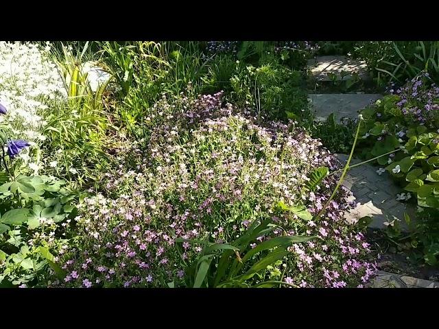 Мыльнянка или Сапонария, Saponaria