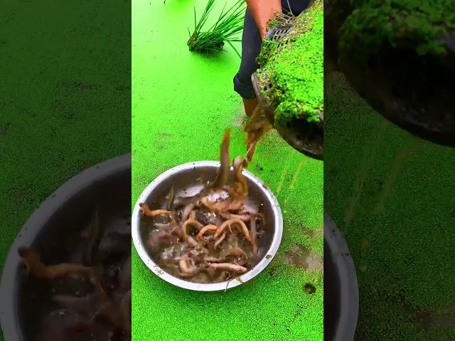 Amazing Trap Fishing In Paddy Field| Loach farming 미꾸라지 양식  #fishing #loach