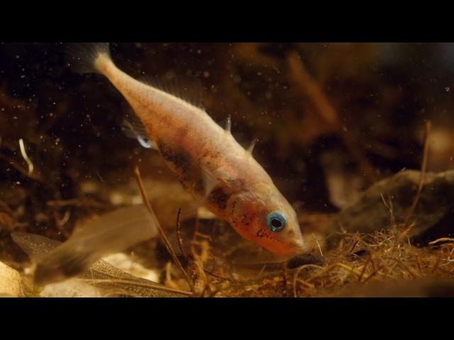 Male three spined stickleback (Gasterosteus aculeatus) constructing nest, April.