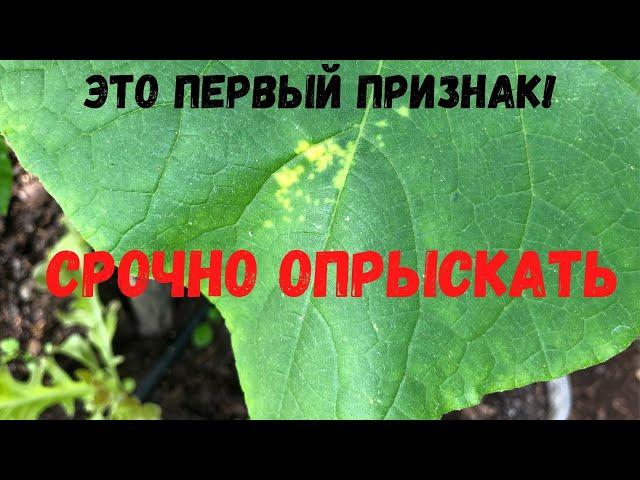 На листьях огурца появились желтые пятна? Срочно опрыскайте