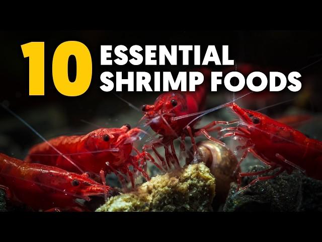 Dwarf Shrimp  These 10 Essential Shrimp Foods Keep My Shrimp Thriving