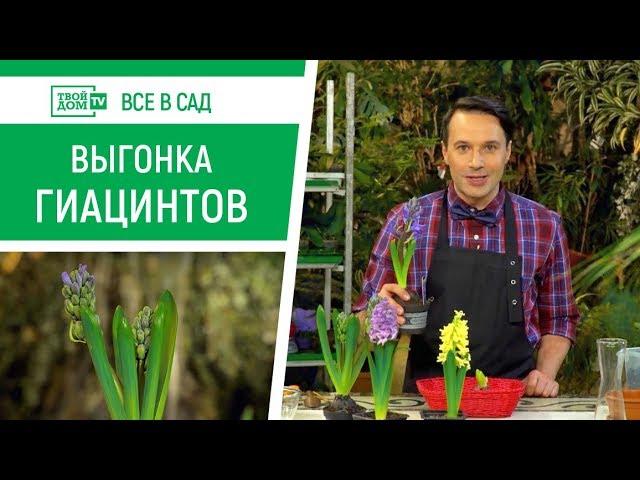 Как вырастить гиацинт в домашних условиях? | Все в сад