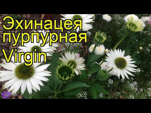 Эхинацея пурпурная Виргин. Краткий обзор, описание характеристик echinacea purpurea Virgin