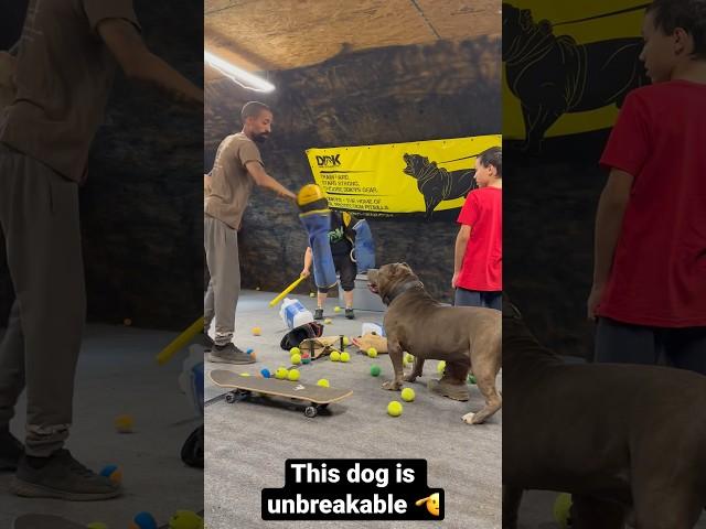 This pit bulls got incredible restraint  protect his brother is all he cares