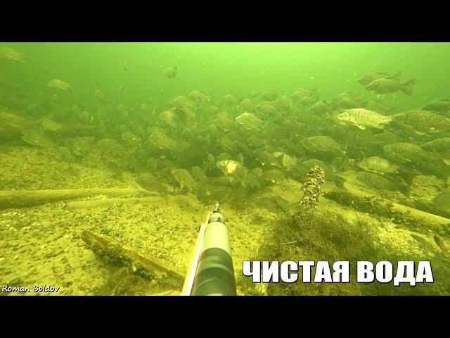 Подводная Охота в Волгограде "САМАЯ ЧИСТАЯ ВОДА". Большие Стаи Рыбы. Сом, Щука, Карп, Новый сезон!