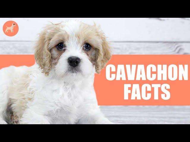 Cavachon: 10 Facts You Didn't Know About This Dog Breed