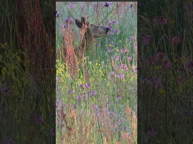 Beauty of nature: Roe deer among the flower steppe